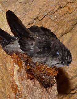 苔巢金丝燕 / Mossy-nest Swiftlet / Aerodramus salangana