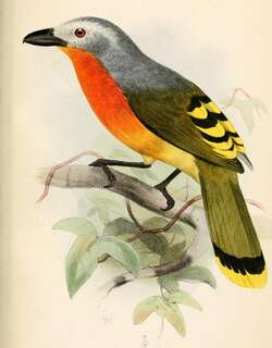 红胸丛鵙 / Fiery-breasted Bushshrike / Malaconotus cruentus