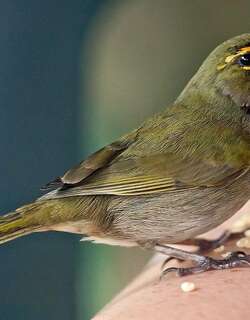 黄脸草雀 / Yellow-faced Grassquit / Tiaris olivaceus