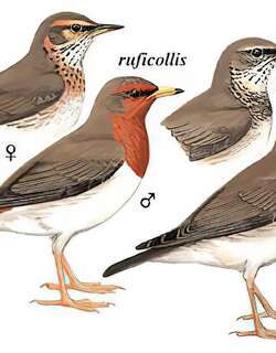 赤颈鸫 / Red-throated Thrush / Turdus ruficollis