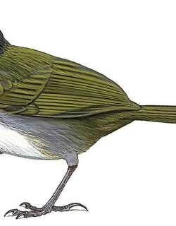 黑头薮雀 / Black-headed Brushfinch / Arremon atricapillus