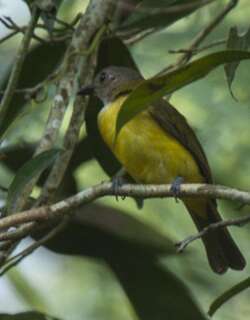 黄腹啸鹟 / Yellow-bellied Whistler / Pachycephala philippinensis