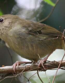 澳洲丝刺莺 / Atherton Scrubwren / Sericornis keri