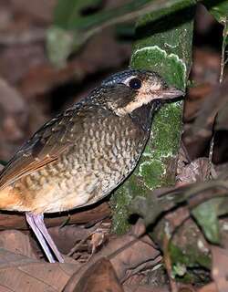 杂色蚁鸫 / Variegated Antpitta / Grallaria varia
