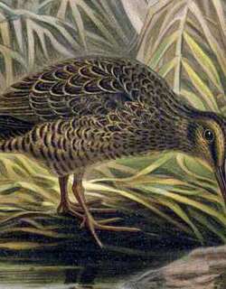 查岛沙锥 / Chatham Snipe / Coenocorypha pusilla