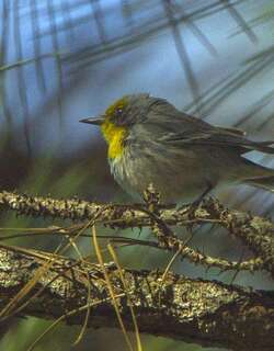 绿顶林莺 / Olive-capped Warbler / Setophaga pityophila