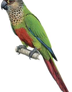 圣塔伦鹦哥 / Santarem Parakeet / Pyrrhura amazonum