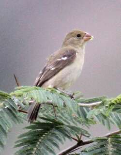 黄褐食籽雀 / Drab Seedeater / Sporophila simplex