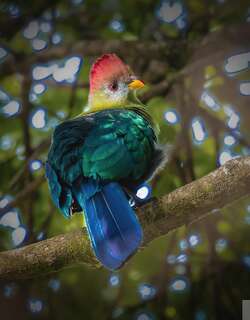 班氏蕉鹃 / Bannerman’s Turaco / Tauraco bannermani