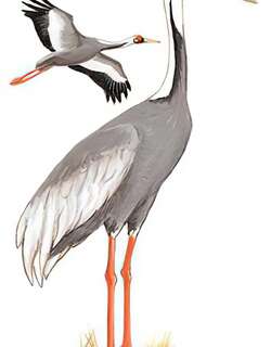白枕鹤 / White-naped Crane / Antigone vipio