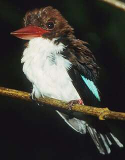 栗背翡翠 / Chocolate-backed Kingfisher / Halcyon badia