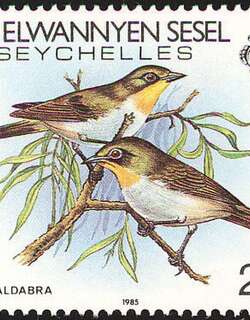 塞舌尔绣眼鸟 / Seychelles White-eye / Zosterops modestus