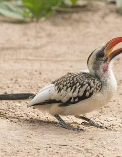 西红嘴犀鸟 / Western Red-billed Hornbill / Tockus kempi