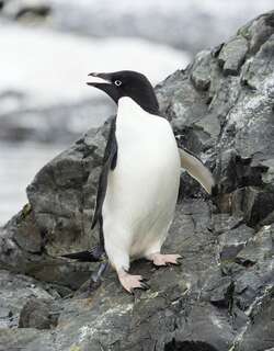 阿德利企鹅 / Adelie Penguin / Pygoscelis adeliae