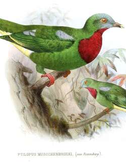 紫红胸果鸠 / Claret-breasted Fruit Dove / Ptilinopus viridis