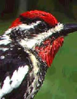 红颈吸汁啄木鸟 / Red-naped Sapsucker / Sphyrapicus nuchalis