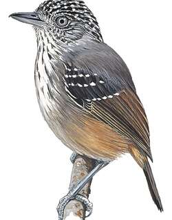 斑点冠蚁鵙 / Spot-crowned Antvireo / Dysithamnus puncticeps