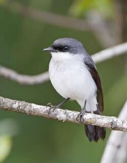 红树鸲鹟 / Mangrove Robin / Peneothello pulverulenta