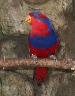 红蓝鹦鹉 / Red-and-blue Lory / Eos histrio