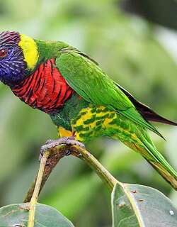 椰果彩虹鹦鹉 / Coconut Lorikeet / Trichoglossus haematodus