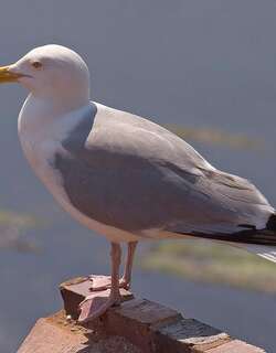 银鸥 / European Herring Gull / Larus argentatus