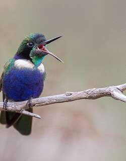 紫蓝妆脸蜂鸟 / Hyacinth Visorbearer / Augastes scutatus