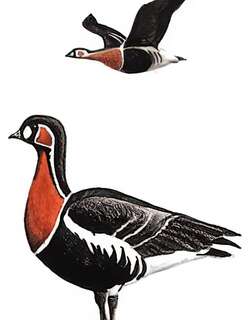 红胸黑雁 / Red-breasted Goose / Branta ruficollis