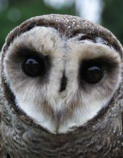 小乌鸮 / Lesser Sooty Owl / Tyto multipunctata