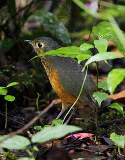 斑胸蚁鸫 / Speckle-breasted Antpitta / Hylopezus nattereri