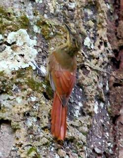 长尾䴕雀 / Long-tailed Woodcreeper / Deconychura longicauda