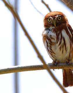 棕鸺鹠 / Ferruginous Pygmy Owl / Glaucidium brasilianum