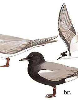 黑浮鸥 / Black Tern / Chlidonias niger