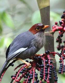 栗冠噪鹛 / Chestnut-hooded Laughingthrush / Pterorhinus treacheri