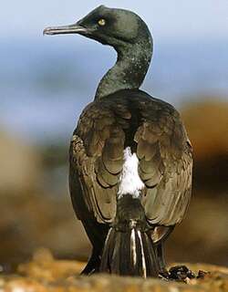 岸鸬鹚 / Bank Cormorant / Phalacrocorax neglectus