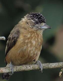 茶色姬啄木鸟 / Tawny Piculet / Picumnus fulvescens