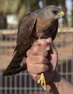 东雀鹰 / Levant Sparrowhawk / Accipiter brevipes