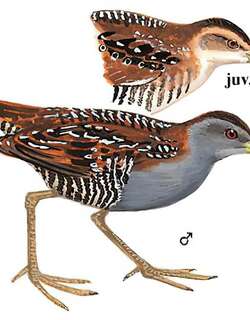 小田鸡 / Baillon’s Crake / Zapornia pusilla