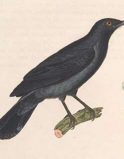 缨鹃鵙 / Lesser Cuckooshrike / Lalage fimbriata