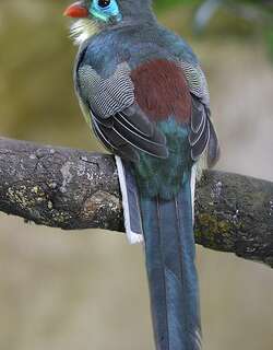 苏门答腊咬鹃 / Sumatran Trogon / Apalharpactes mackloti