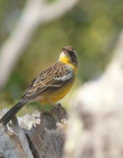 白眉黄腹鹀 / Cabanis’s Bunting / Emberiza cabanisi