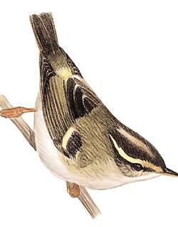 甘肃柳莺 / Gansu Leaf Warbler / Phylloscopus kansuensis