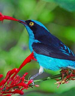 黄须锥嘴雀 / Yellow-tufted Dacnis / Dacnis egregia