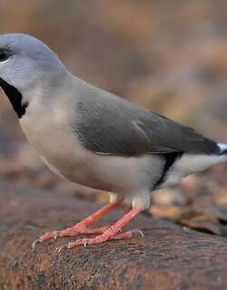 长尾草雀 / Long-tailed Finch / Poephila acuticauda