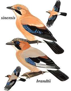 松鸦 / Eurasian Jay / Garrulus glandarius