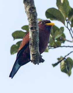 蓝喉三宝鸟 / Blue-throated Roller / Eurystomus gularis