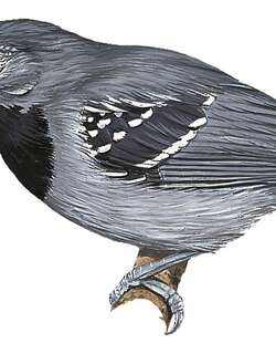 长翅蚁鹩 / Long-winged Antwren / Myrmotherula longipennis