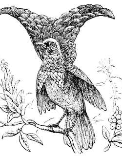月牙华美极乐鸟 / Crescent-caped Lophorina / Lophorina niedda