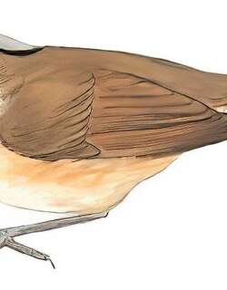 褐脸雀鹛 / Brown-cheeked Fulvetta / Alcippe poioicephala