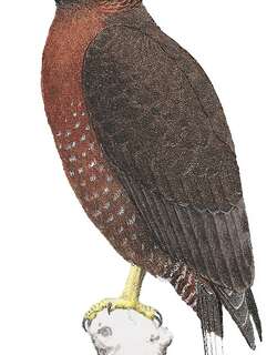 山蛇雕 / Mountain Serpent Eagle / Spilornis kinabaluensis