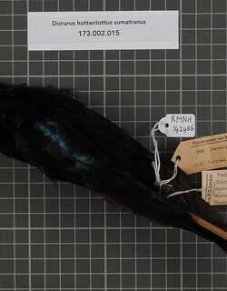 苏门答腊卷尾 / Sumatran Drongo / Dicrurus sumatranus